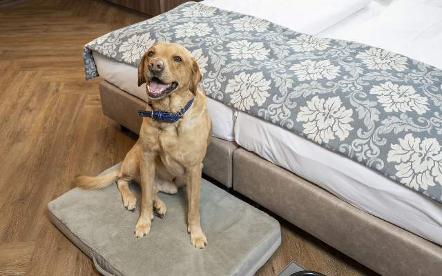 Dogs welcome at the Hotel Lilienhof in Salzburg